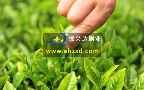 潜山小众名茶天柱剑毫